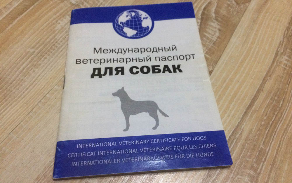 Международный ветеринарный паспорт для собаки Паспорт для собаки