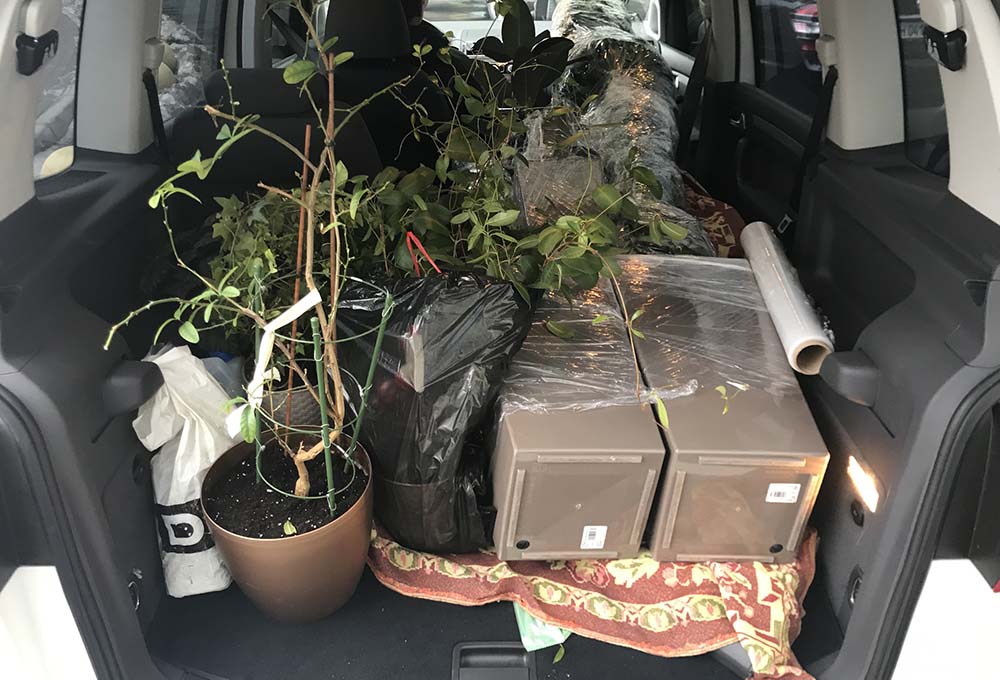 Растения в легковом авто
