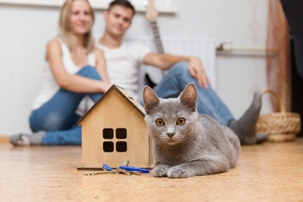 Кошка рядом с маленьким домиком